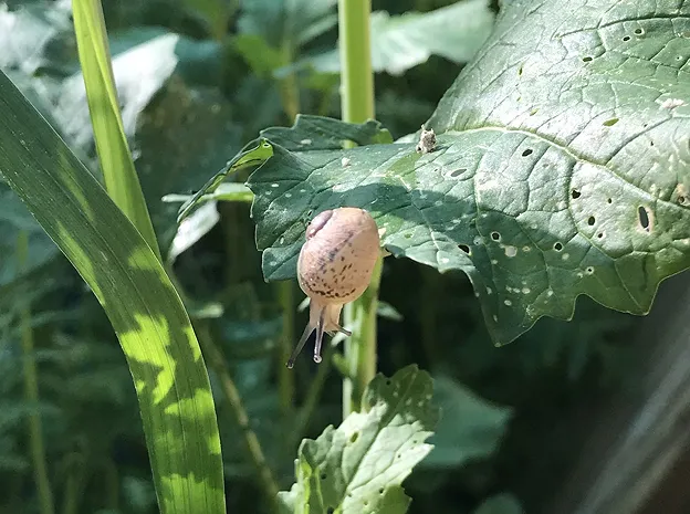ferme d'escargots à Villexanton près de Blois dans le Loir-et-Cher 41