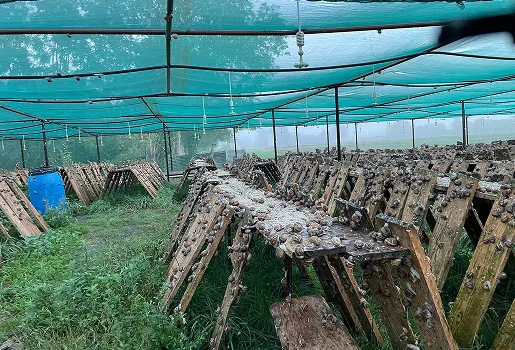 héliciculture à Villexanton près de Blois dans le Loir-et-Cher 41