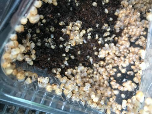 Arrivée des naissains début mai