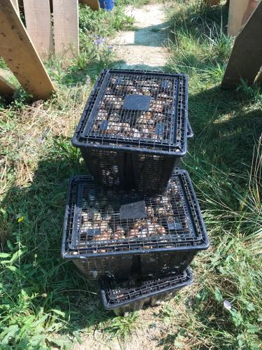 Fin du ramassage depuis début novembre